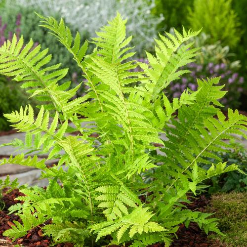 Visuel 1 du produit Fougère Matteuccia struthiopteris - Le pot de 2 litres