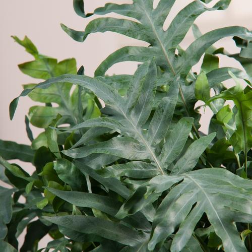 Visuel 1 du produit Fougère Polypodium pseudoaureum - Le pot de 2 litres
