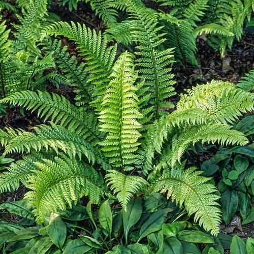 Visuel 1 du produit Fougère Polystichum aculeatum - Le pot de 2 litres