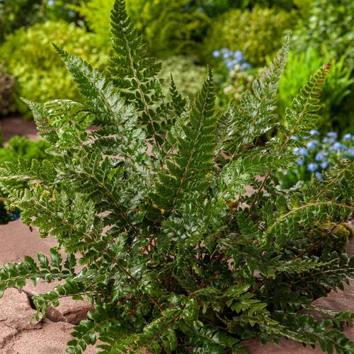 Visuel 1 du produit Fougère Polystichum polyblepharum - Le pot de 2 litres