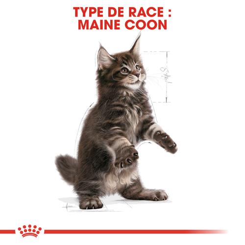 Visuel 4 du produit Croquette pour chaton et chatte adulte en gestation Maine Coon Royal Canin - 2 kg