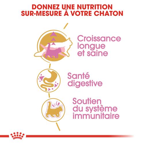 Visuel 5 du produit Croquette pour chaton et chatte adulte en gestation Maine Coon Royal Canin - 2 kg