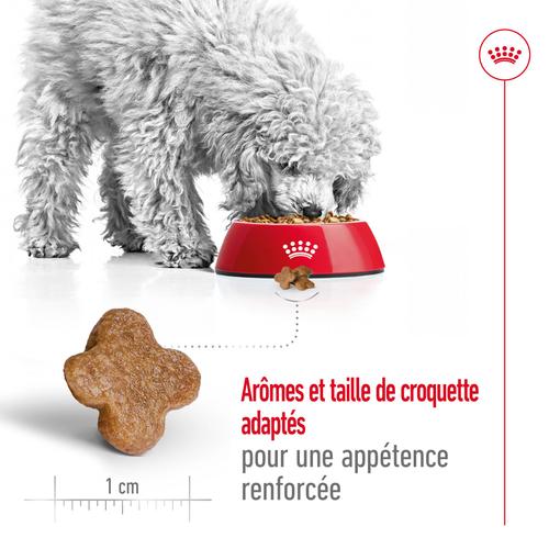 Visuel 3 du produit Croquettes pour chien mature de petite taille Royal Canin Mini Adult 8+ - 2 kg