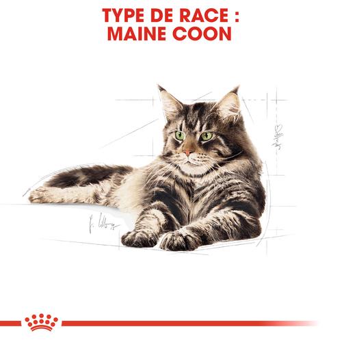 Visuel 5 du produit Croquettes pour chat adulte Maine Coon Royal Canin - 2 kg