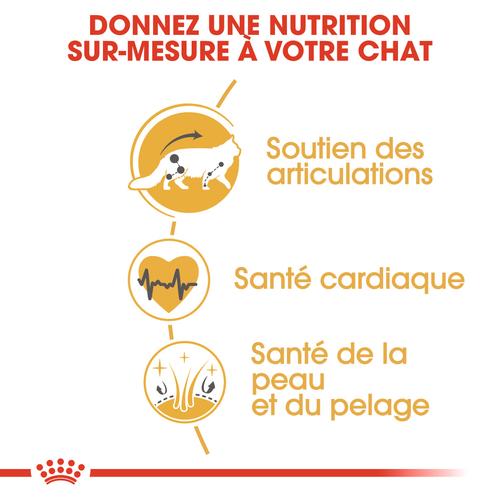 Visuel 6 du produit Croquettes pour chat adulte Maine Coon Royal Canin - 2 kg