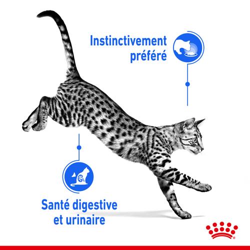 Visuel 6 du produit Pâtée pour chat d’intérieur stérilisé en gelée Royal Canin - 12 x 85 g