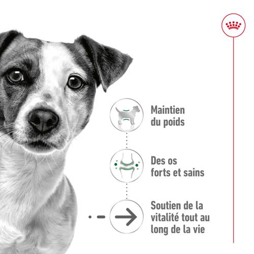 Visuel 2 du produit Croquettes pour chien senior de petite taille Royal Canin Mini Ageing 12+ - 3,5 kg