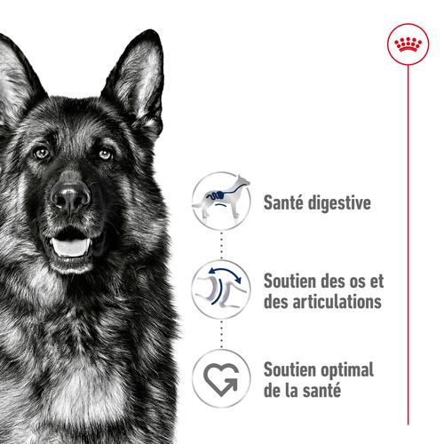 Visuel 2 du produit Croquettes pour chien adulte de grande race Royal Canin Maxi Adult - 12 kg