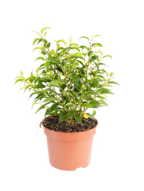 Visuel 1 du produit Ficus Natasha. Le pot de Ø 6 cm