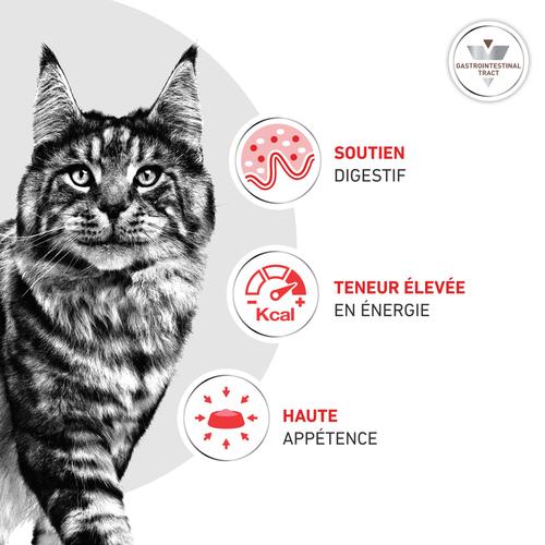 Visuel 4 du produit Croquette pour chat Royal Canin Gastro Intestinal - 2 kg