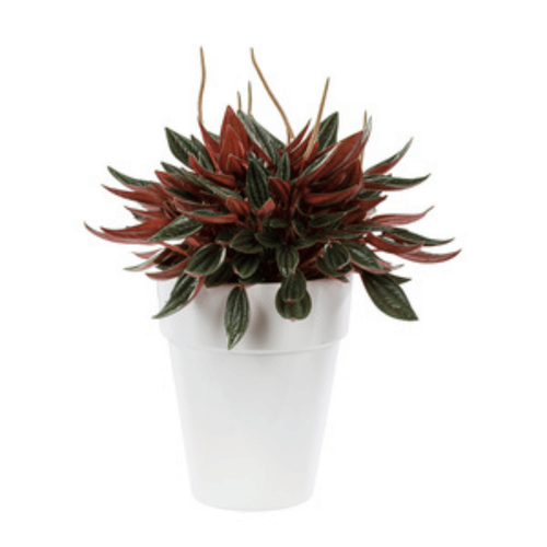 Visuel 1 du produit Peperomia rosso. Le pot de 15 cm