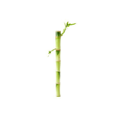 Visuel 1 du produit Lucky Bamboo droit. Le pot H 30 cm