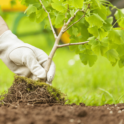 Visuel 2 du produit Sac de terre de plantation pour arbres et arbustes botanic® - 30 L