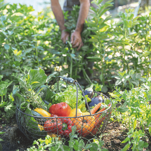 Visuel 2 du produit Terre de plantation potager et verger botanic® - 30 L