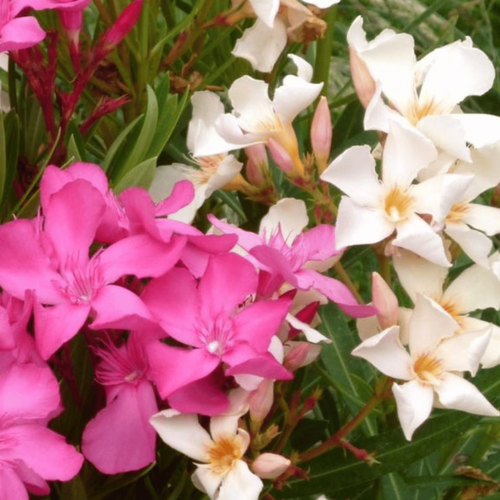 Visuel 1 du produit Laurier rose (NERIUM OLEANDER VARIE) Le pot de 15 litres