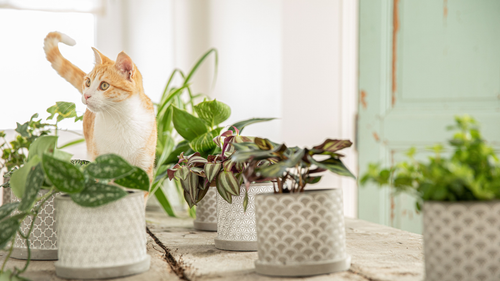 Chat roux entouré de plantes
