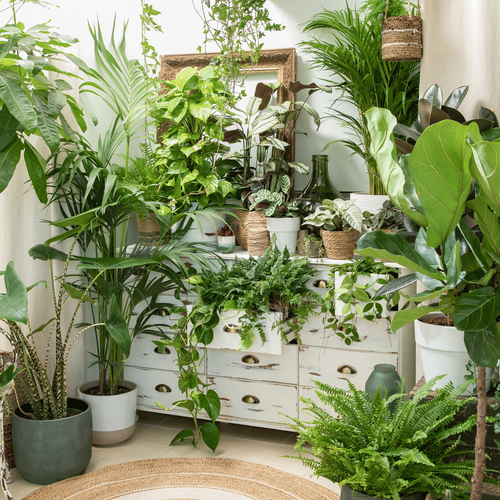 Visuel 2 du produit Terreau pour plantes d'intérieur botanic®