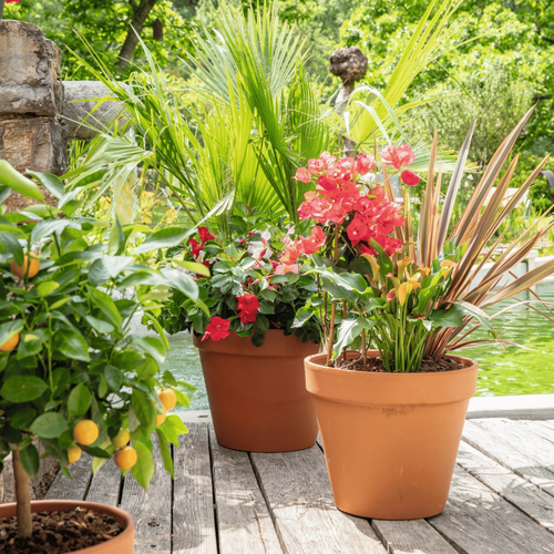 Visuel 2 du produit Terreau pour agrumes et plantes méditerranéennes botanic®