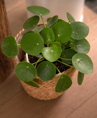 Feuillage du Pilea Peperomioides