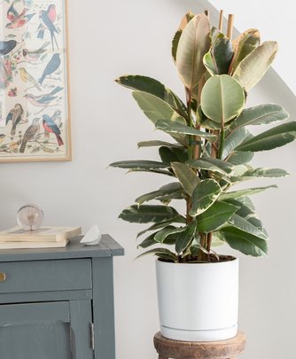 6 conseils pour bien entretenir votre ficus elastica