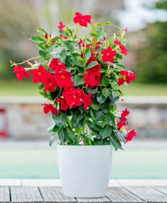 Un dipladenia rouge dans un pot blanc sur une terrasse