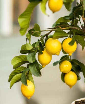 Zoom sur des citrons sur un citronniers