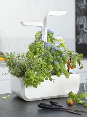 Conseil botanic® sur le potager urbain