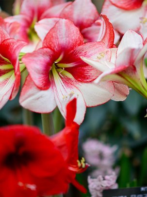 Conseils botanic® Amaryllis : plantation et entretien de ce bulbe d’automne