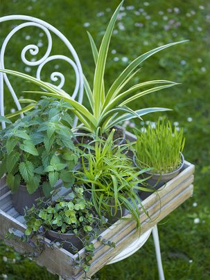 Conseils botanic® 4 plantes irrésistibles à grignoter pour nos animaux