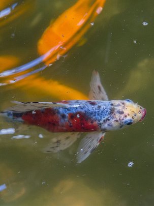 Conseils botanic® Les habitants du bassin