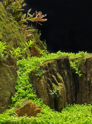 Conseils botanic4 Aquascaping : quand l'aquarium devient œuvre d'art