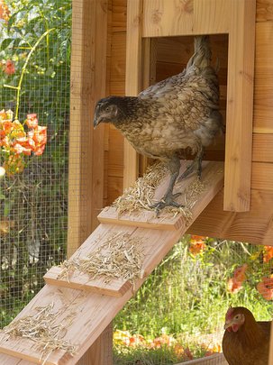Conseils botanic® Une alimentation saine et complète pour nos poules