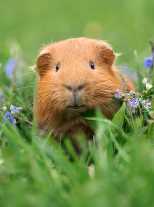 Un cobaye dans l'herbe