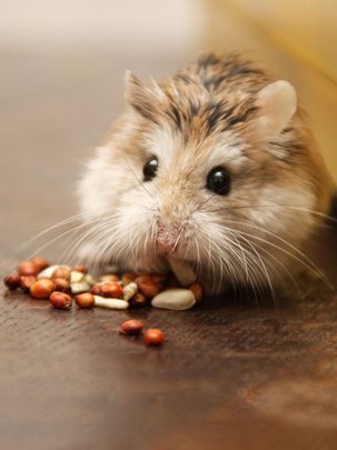 Un hamster en train de manger Un hamster en train de manger