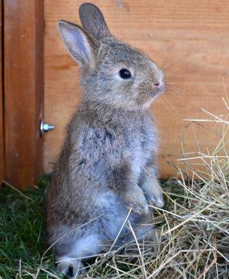 Un lapin devant du foin