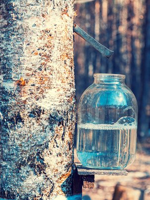 Conseils botanic® Les bienfaits de la sève de bouleau