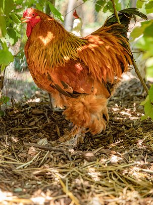 A la découverte des poules de nos régions