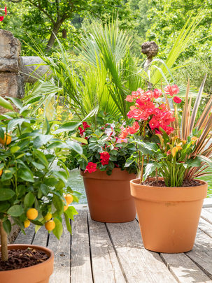 Les plantes méditerranéennes en pot
