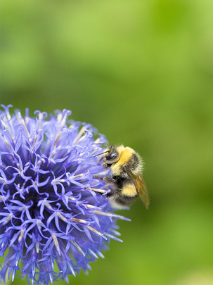 Conseils botanic® Objectif pollinisation accueillir les bourdons dans le jardin