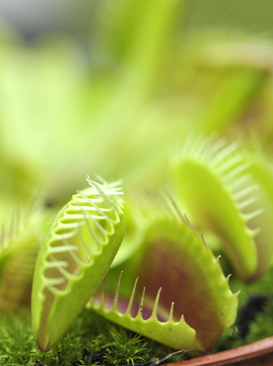 Conseils botanic® Oser les plantes carnivores à la maison