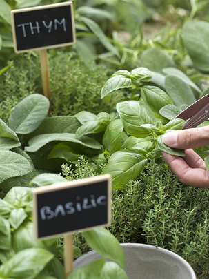 Conseils botanic® Choisir ses plantes en se repérant parmi les labels
