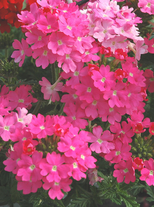 Conseils botanic® Planter et entretenir les verveines Conseils botanic® Planter et entretenir les verveines