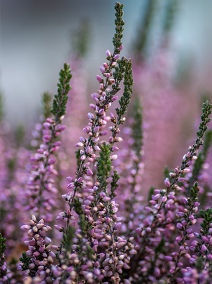 Conseils botanic® Comment planter des bruyères
