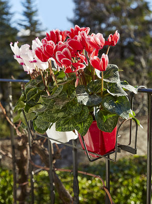 Conseils botanic® Comment planter des cyclamens Conseils botanic® Comment planter des cyclamens