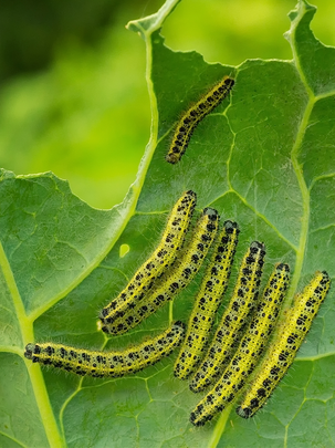 Conseils botanic® Les plantes naturellement répulsives pour le jardin et le potager Conseils botanic® Les plantes naturellement répulsives pour le jardin et le potager