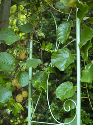 Conseil botanic® Planter et entretenir des kiwis Conseil botanic® Planter et entretenir des kiwis