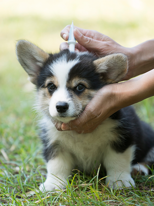 Conseils botanic® Protéger naturellement vos animaux contre les parasites