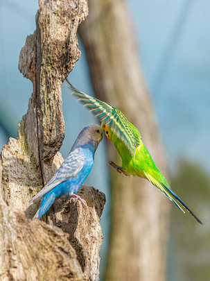 Conseils botanic® Tout savoir sur les perruches ondulée et calopsitte