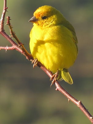 Conseils botanic® Tout savoir sur les canaris