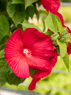 Zoom sur une fleur, un hibiscus rouge